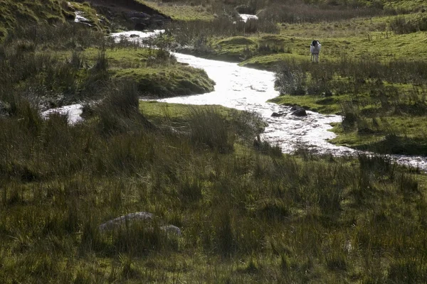 Brook ve alanları — Stok fotoğraf