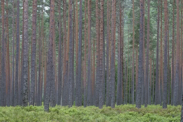 Norwegian woodland Trogfjell — Stock Photo, Image