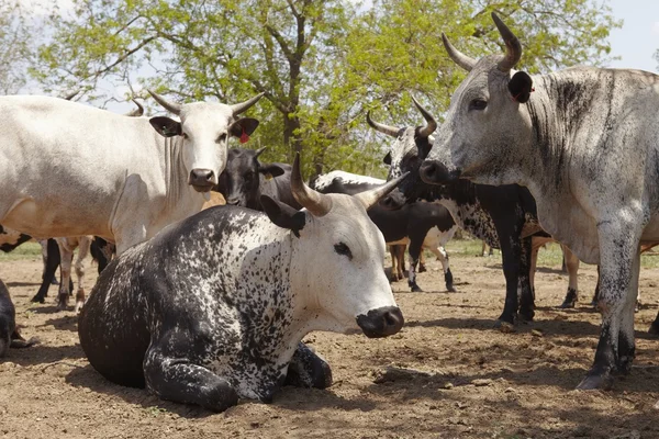 Rebaño de ganado nguni — Foto de Stock