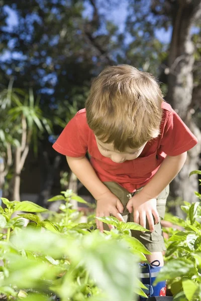 2 år gamla böjer sig fram för att undersöka undervegetation i grönsakslandet — Stockfoto