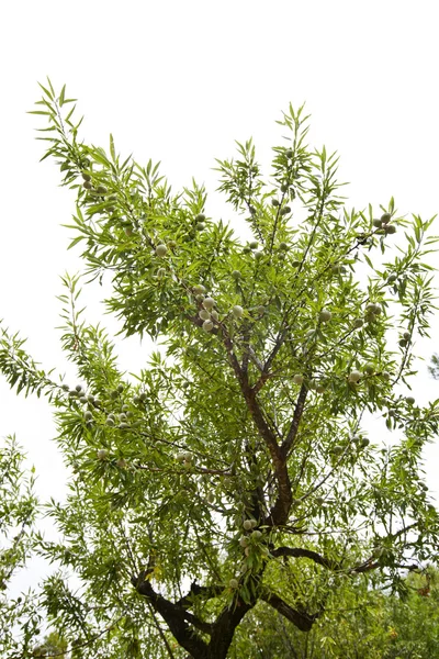 Looking up at Almond tree branch — Stock Photo, Image