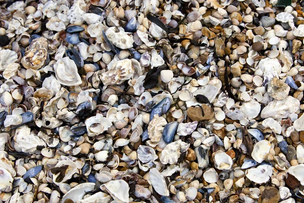 Conchas marinas en la orilla del mar — Foto de Stock