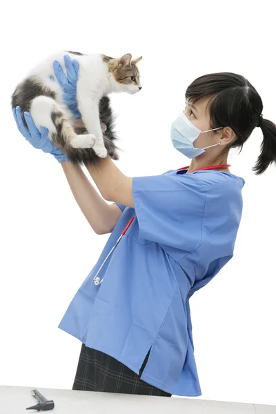 Женщина-ветеринар держит кота — стоковое фото