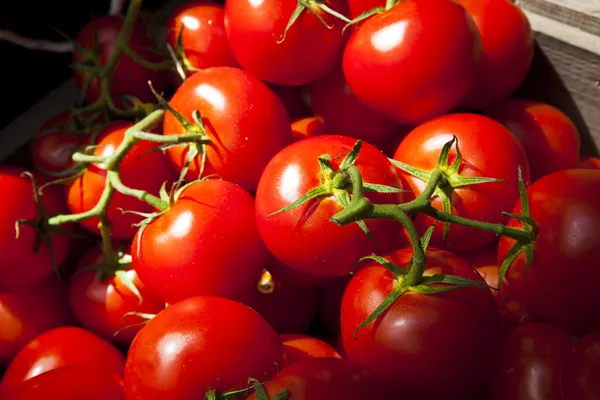 Tomates colhidos frescos e maduros — Fotografia de Stock