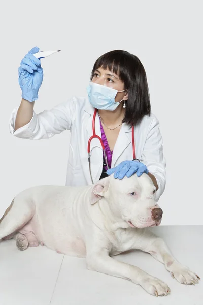 Veterinarian checking temperature of dog — Stock Photo, Image
