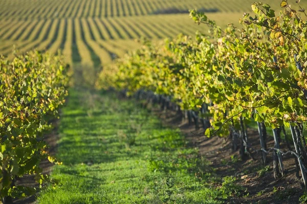 Vigneto a Santa Maria California — Foto Stock