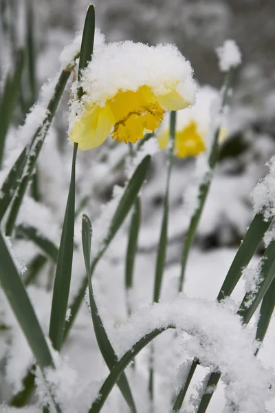 Daffodil in snow — Stock Photo, Image