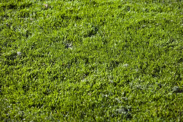 Primer plano de la hierba — Foto de Stock
