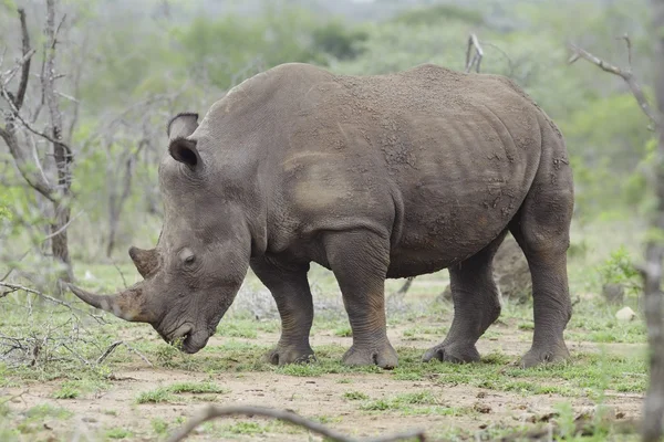 Neushoorn in Afrikaanse vlakten — Stockfoto