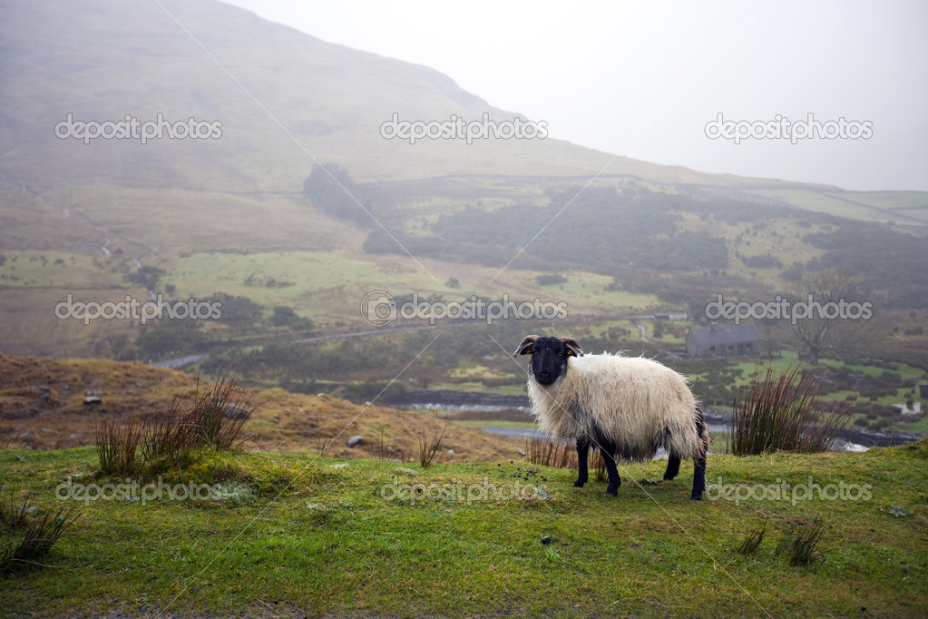 Sheep grazing with valley