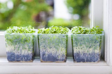 Salata cress kaplarda