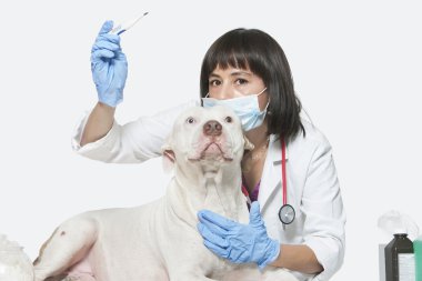 Veteriner köpeği sıcaklığını kontrol