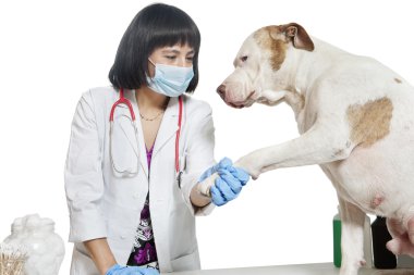 kadın veteriner köpek pençe holding