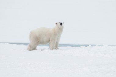 Kutup ayısı spitsbergen kuzeyinde