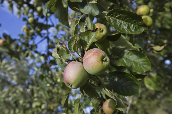 Apples ripening on tree — Stock Photo, Image