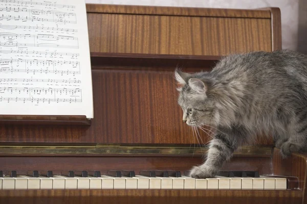 Piano e gato — Fotografia de Stock