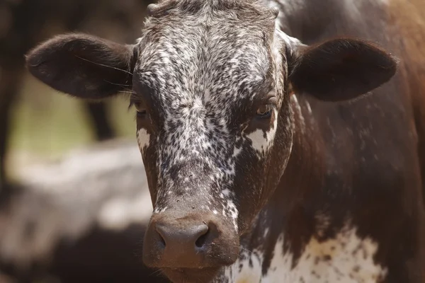 Herd van nguni runderen — Stockfoto