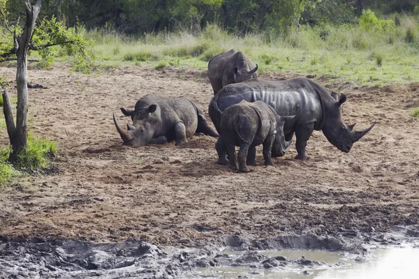 Rhinocerous の群れ — ストック写真