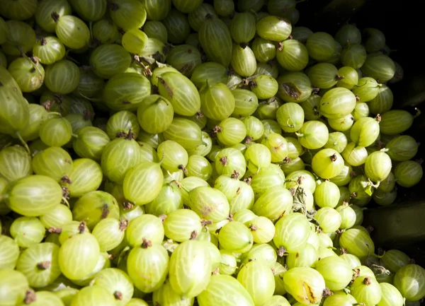 Bunch of gooseberries — Stock Photo, Image