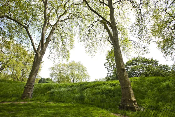 Tall trees next to a small hill — Stock Photo, Image