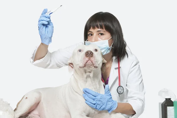 Vet checking temperature of dog — Stock Photo, Image