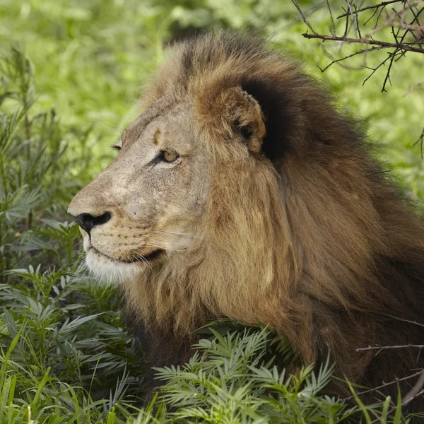 Lion lying in shade of tree — Stock Photo, Image