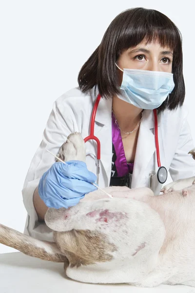 Female veterinarian examining dog — Stock Photo, Image