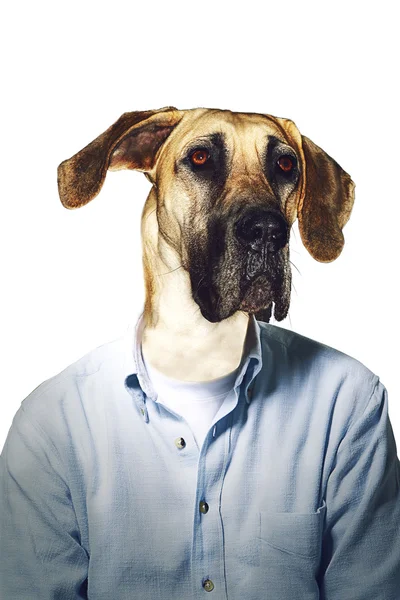 Grinig hund affärsman — Stockfoto