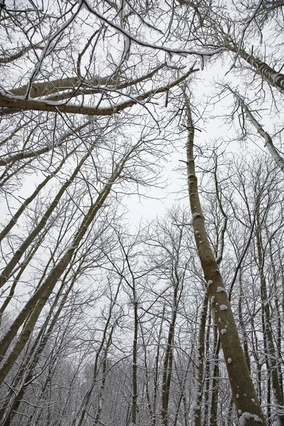 Inverno nella foresta — Foto Stock