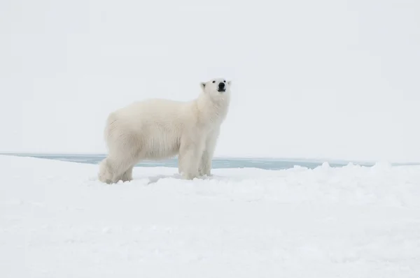 Niedźwiedź polarny na północ od spitsbergen — Zdjęcie stockowe