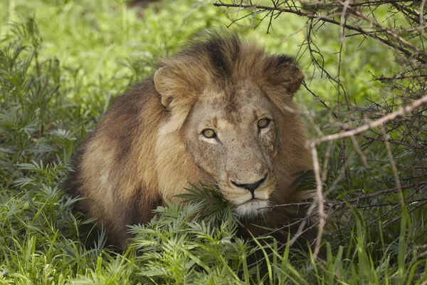 Lion lying in shade of tree — Stock Photo, Image