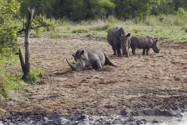 Nashorn-Herde — Stockfoto