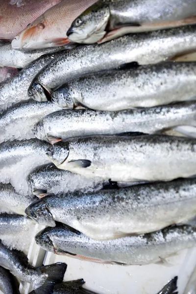 Pescado recién capturado en el mercado — Foto de Stock