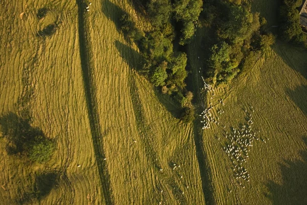 Sheep on farming land — Stock Photo, Image