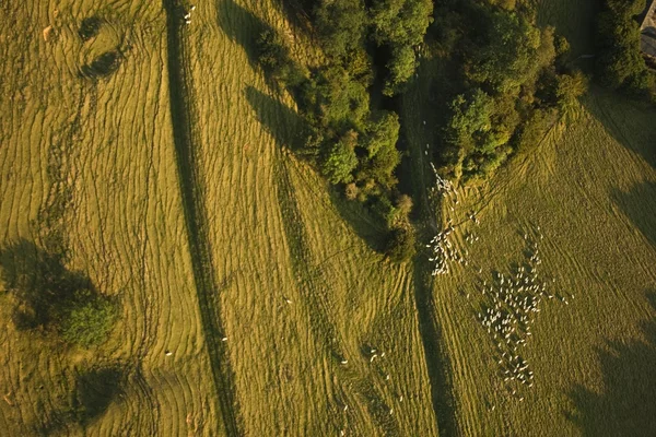 Ovinos en tierras de cría — Foto de Stock