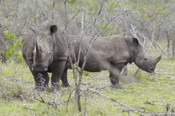 Rhinocéros dans les plaines africaines — Photo