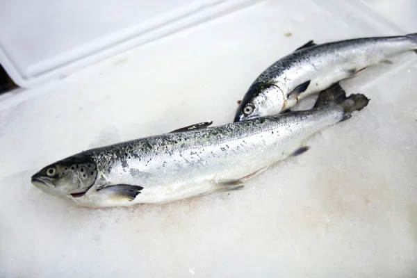 Pescado recién capturado en el mercado — Foto de Stock