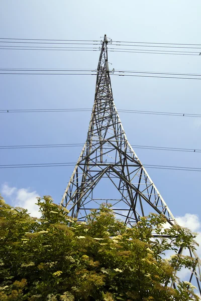 Pylon energii elektrycznej powyżej drzew — Zdjęcie stockowe