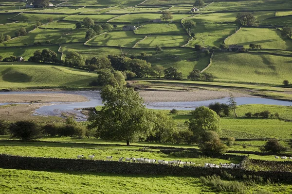 Pole v oblasti yorkshire dales — Stock fotografie