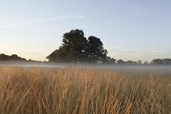 Campo di nebbia — Foto Stock