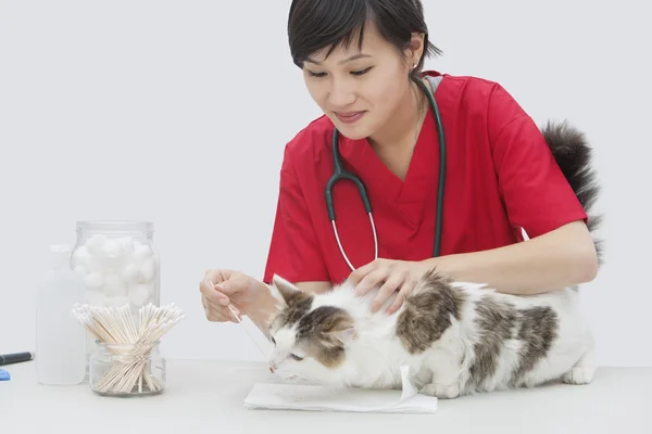 Ветеринар чистит ухо кошке — стоковое фото