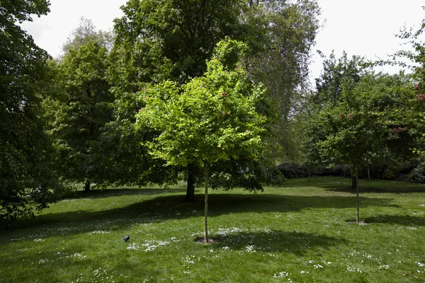 Petit arbre dans le parc — Photo