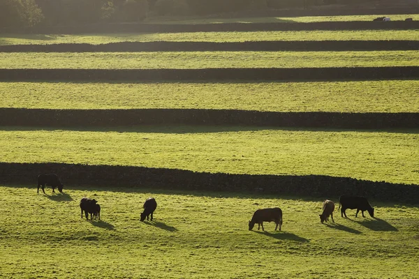 Vacas en pastos en Inglaterra —  Fotos de Stock