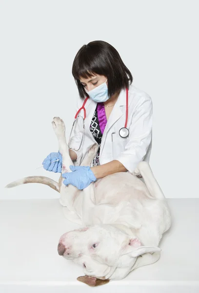 Mujer veterinario limpieza perro 's lesión — Foto de Stock