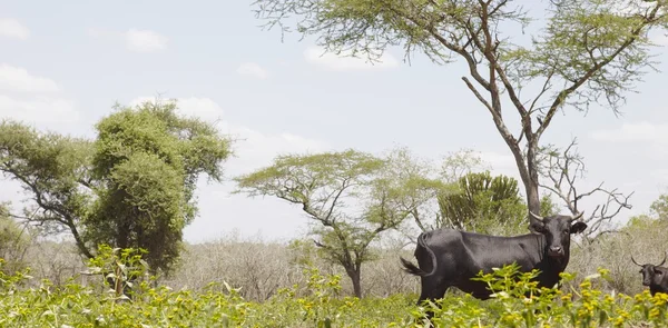 Vaca nguni — Fotografia de Stock