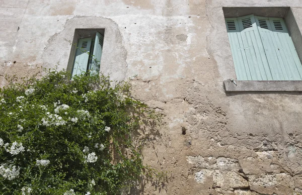 Stenen muur huis met bloem plant — Stockfoto