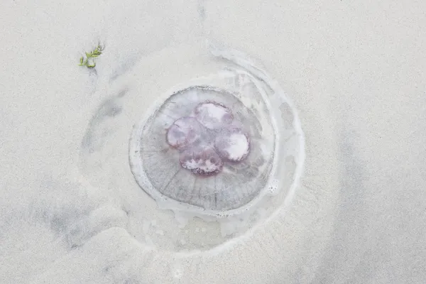 Medusas en la playa — Foto de Stock