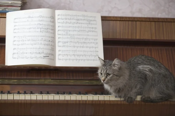 在钢琴的琴键上的猫 — 图库照片