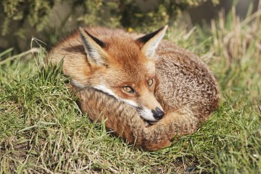 Fox in grass clipart