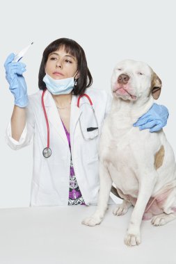 Veteriner köpeği sıcaklığını kontrol